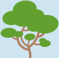 Moringa